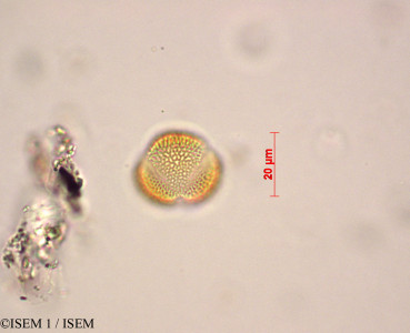 Brayopsis calycina - lame n° 29051